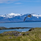 islande_022