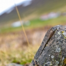 islande_028