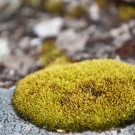 islande_032