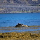 islande_041