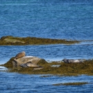 islande_042