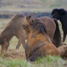 islande_054