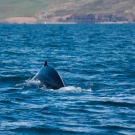islande_062