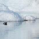 islande_089