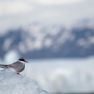 islande_093