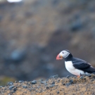 islande_102