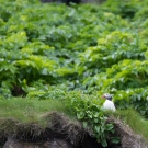 islande_103