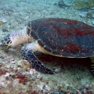 thailande_045