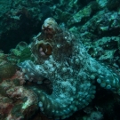 thailande_052