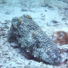 thailande_061
