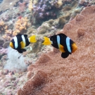 thailande_078