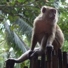 thailande_083
