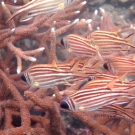 thailande_100