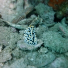 thailande_105